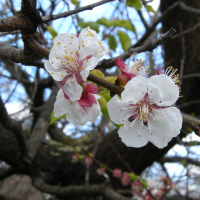 prunus_armeniaca2md