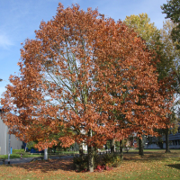 quercus_rubra3md