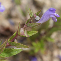 scutellaria_galericulata2md