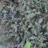Solanum virginianum (Morelle)