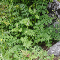 Acanthus hungaricus (Acanthe des Balkans, Acanthe de Hongrie)