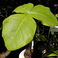 arisaema_fargesii2md (Arisaema fargesii)