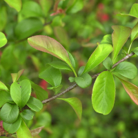 chaenomeles_japonica2md (Chaenomeles japonica)