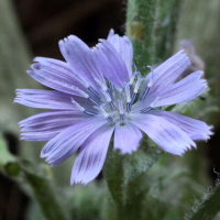 Cichorium_intybus (Cichorium intybus)