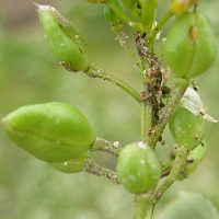 cochlearia_officinalis5md (Cochlearia officinalis)