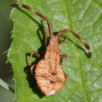 coreus_marginatus_juv2bd (Coreus marginatus)