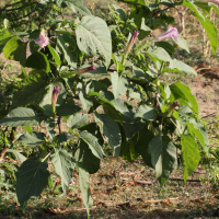 datura_metel7bd (Datura metel)