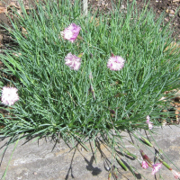 Dianthus turkestanicus (Œillet)