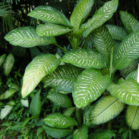 dieffenbachia_seguine3md