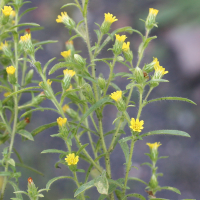 dittrichia_graveolens2md (Dittrichia graveolens)