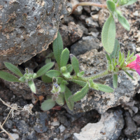 echium_bonnetii2md