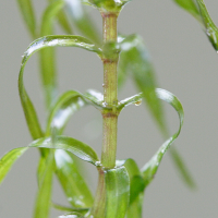 elodea_nuttallii7md (Elodea nuttallii)