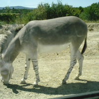 equus_africanus_somaliensis4cc