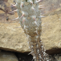 euphorbia_horombensis1bbd (Euphorbia horombensis)