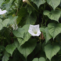 ipomoea_alba4md