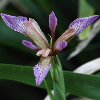 Iris foetidissima (Iris fétide, Iris gigot, Glaïeul puant)