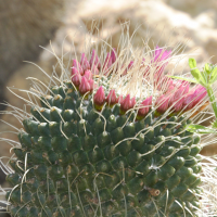 mammillaria_spinosissima2md