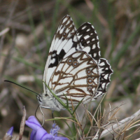 melanargia_occitanica3md