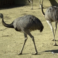 Rhea americana (Nandou, Nandou gris, Nandou d'Amérique)