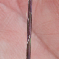 nardus_stricta2md