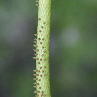 peperomia_obtusifolia3md
