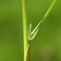 poa_trivialis2md