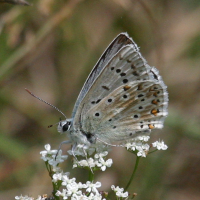 polyommatus_dorylas3bd