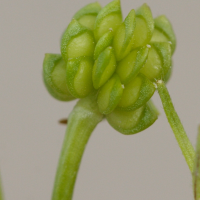 ranunculus_bulbosus5md