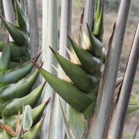 ravenala_madagascariensis7md