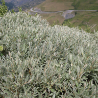 Salix lapponum (Saule des Lapons)