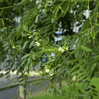 sophora_japonica4md (Styphnolobium japonicum)