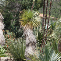 Yucca rostrata (Yucca, Beaked Yucca, Thomson's Yucca)