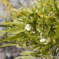 acacia_heterophylla8md (Acacia heterophylla)