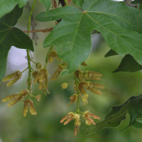 Acer macrophyllum (Érable de l'Orégon)