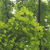 Acer saccharum (Érable à sucre)
