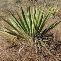 agave_sisalana2md (Agave sisalana)