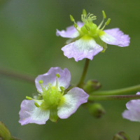 alisma_plantago-aquatica3bd (Alisma plantago-aquatica)