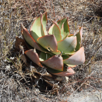 Aloe imalotensis (Aloès)