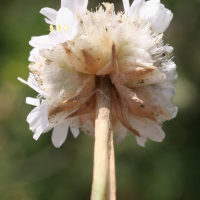 armeria_ruscinonensis4md