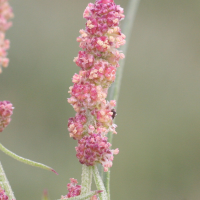 atriplex_patula4md (Atriplex patula)