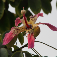 Ceiba speciosa (Kapokier)