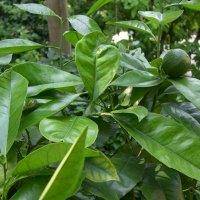 citrus_aurantium_amara3md