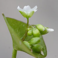 claytonia_perfoliata4md (Claytonia perfoliata)