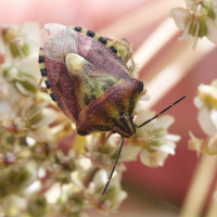 codophila_varia6md (Codophila varia)