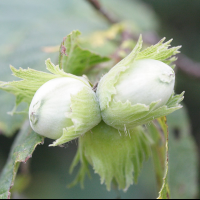 corylus_avellana5md (Corylus avellana)