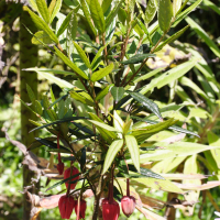 Crinodendron hookerianum (Arbre aux lanternes)