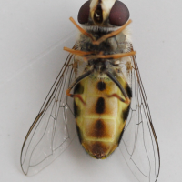 dasysyrphus_pinastri3md (Dasysyrphus pinastri)