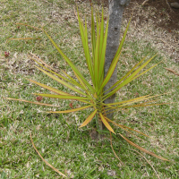 dracaena_reflexa2md (Dracaena reflexa)