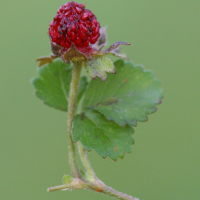 duchesnea_indica4md (Duchesnea indica)