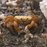 gecarcinus_planatus2md